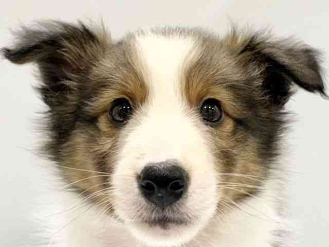 大阪府のシェットランドシープドッグ (ひごペットフレンドリーイオンタウン豊中庄内店/2025年9月30日生まれ/女の子/セーブルホワイト)の子犬