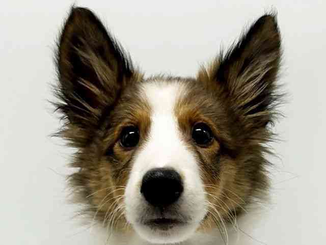 大阪府のシェットランドシープドッグ (ひごペットフレンドリーイオンタウン豊中庄内店/2025年9月30日生まれ/女の子/セーブルホワイト)の子犬の1枚目の画像