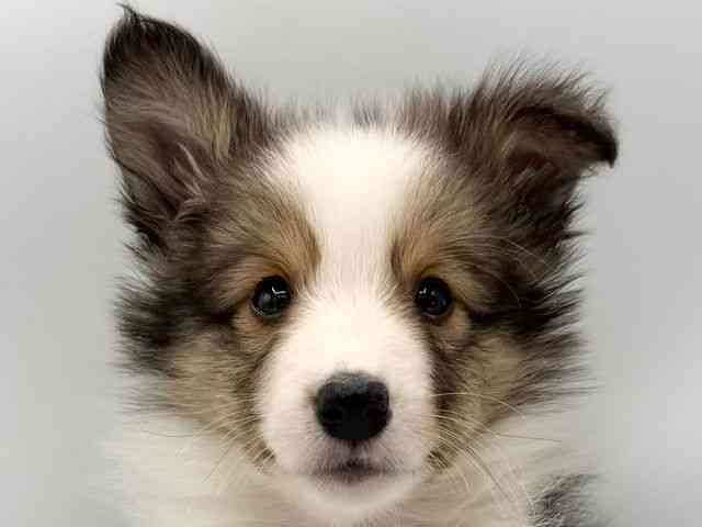 大阪府のシェットランドシープドッグ (ひごペットフレンドリーららぽーとEXPOCITY店/2025年9月30日生まれ/男の子/セーブルホワイト)の子犬