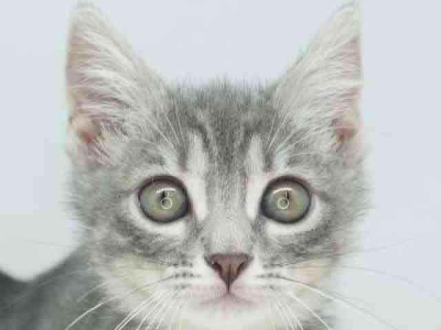 福岡県のマンチカン (ひごペットフレンドリーゆめタウン筑紫野店/2025年9月27日生まれ/女の子/ブラウンタビー)の子猫の1枚目の画像