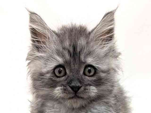 広島県のメインクーン (ひごペットフレンドリーゆめタウン廿日市店/2025年9月29日生まれ/男の子/シルバータビー)の子猫の1枚目の画像