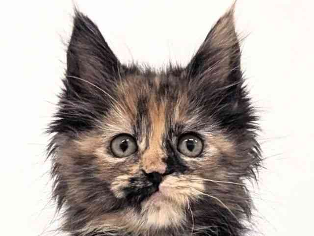 福岡県のメインクーン (ひごペットフレンドリーリバーウォーク北九州店/2025年9月29日生まれ/女の子/トーティーシェル)の子猫の1枚目の画像