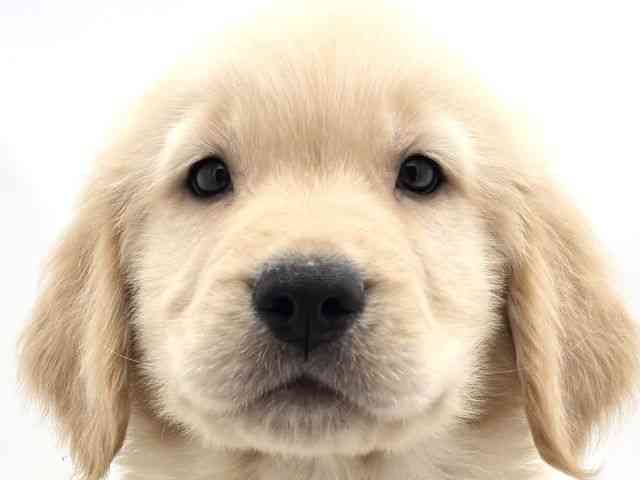 兵庫県のゴールデンレトリバー (ひごペットフレンドリークラウンパーク伊丹店/2025年9月30日生まれ/男の子/ゴールデン)の子犬