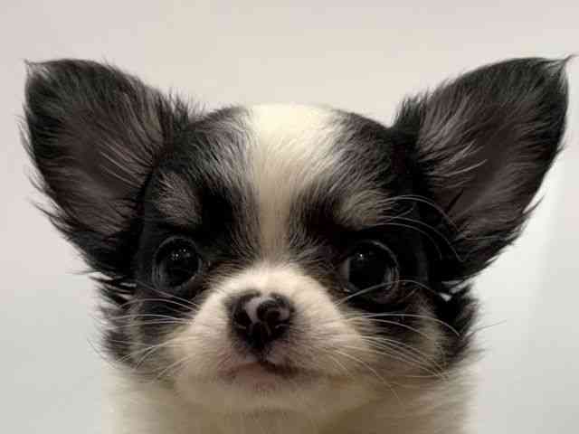 愛知県のチワワ(ロング) (ひごペットフレンドリーヴィアモール アピタ江南西店/2025年9月26日生まれ/女の子/ホワイトブラックタン)の子犬の1枚目の画像