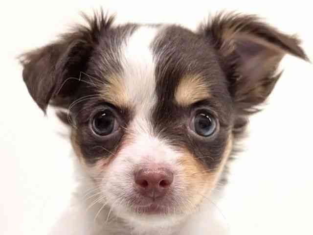 福岡県のチワワ(ロング) (ひごペットフレンドリーリバーウォーク北九州店/2025年9月27日生まれ/女の子/ホワイトチョコレートタン)の子犬の1枚目の画像