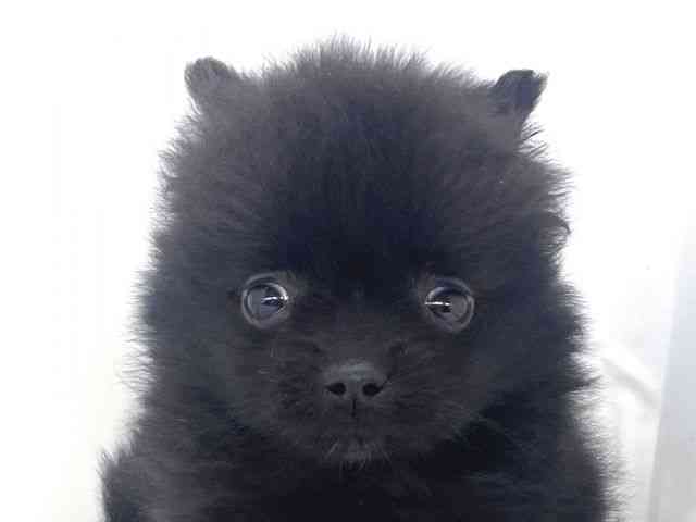 兵庫県のポメラニアン (ひごペットフレンドリーイオンタウン加古川店/2025年9月29日生まれ/女の子/ブラック)の子犬の1枚目の画像