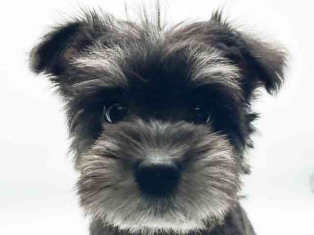 兵庫県のミニチュアシュナウザー (ひごペットフレンドリーコロワ甲子園店/2025年9月30日生まれ/女の子/ブラックシルバー)の子犬の1枚目の画像