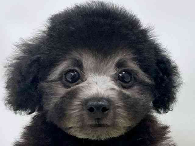 広島県のトイプードル(トイ) (ひごペットフレンドリーゆめタウン廿日市店/2025年9月30日生まれ/男の子/シルバー)の子犬の1枚目の画像