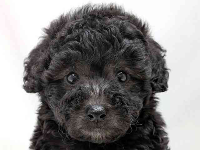 広島県のトイプードル(トイ) (ひごペットフレンドリーゆめタウン廿日市店/2025年9月30日生まれ/男の子/シルバー)の子犬の1枚目の画像