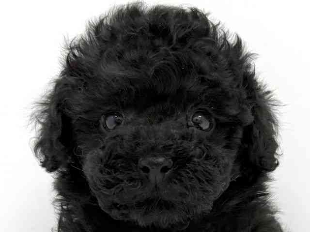 大阪府のトイプードル(トイ) (ひごペットフレンドリーイオンタウン茨木太田店/2025年9月23日生まれ/女の子/ブラック)の子犬の1枚目の画像