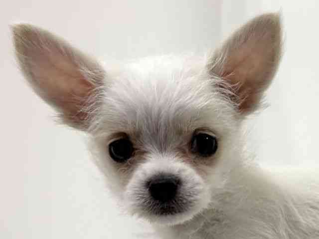 愛知県のチワマル/マルチワ(チワワ×マルチーズ) (ひごペットフレンドリーイトーヨーカドー知多店/2025年9月30日生まれ/男の子/ホワイト)の子犬の1枚目の画像