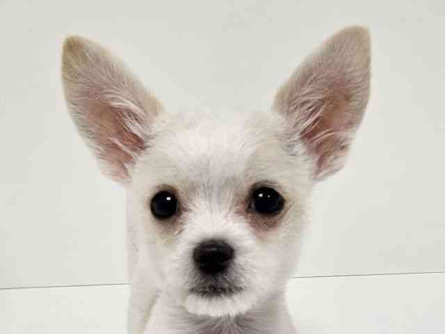 愛知県のチワマル/マルチワ(チワワ×マルチーズ) (ひごペットフレンドリーイトーヨーカドー知多店/2025年9月30日生まれ/男の子/ホワイト)の子犬の1枚目の画像