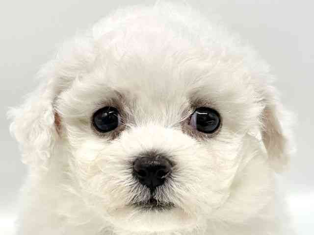 大阪府のビションフリーゼ (ひごペットフレンドリーイオンタウン豊中庄内店/2025年9月29日生まれ/男の子/ホワイト)の子犬