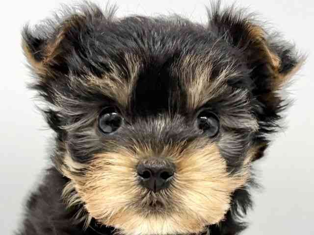 大阪府のヨークシャーテリア (ひごペットフレンドリーイオンタウン豊中庄内店/2025年9月29日生まれ/女の子/スチールブルータン)の子犬