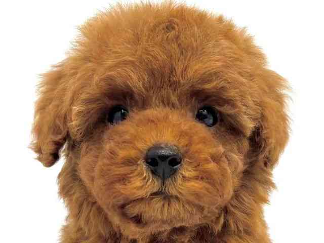 大阪府のトイプードル(トイ) (ひごペットフレンドリーイオンタウン茨木太田店/2025年9月30日生まれ/男の子/レッド)の子犬の1枚目の画像