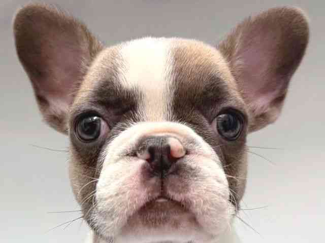 大阪府のフレンチブルドッグ (ひごペットフレンドリー岸和田店/2025年9月28日生まれ/男の子/パイド)の子犬の1枚目の画像