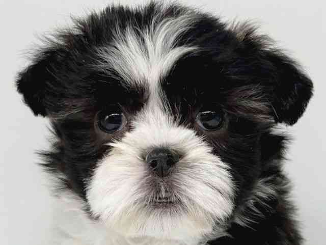 大阪府のマルズー/マルシーズ(マルチーズ×シーズー) (ひごペットフレンドリー瓜破店/2025年9月29日生まれ/女の子/ホワイトブラック)の子犬の1枚目の画像