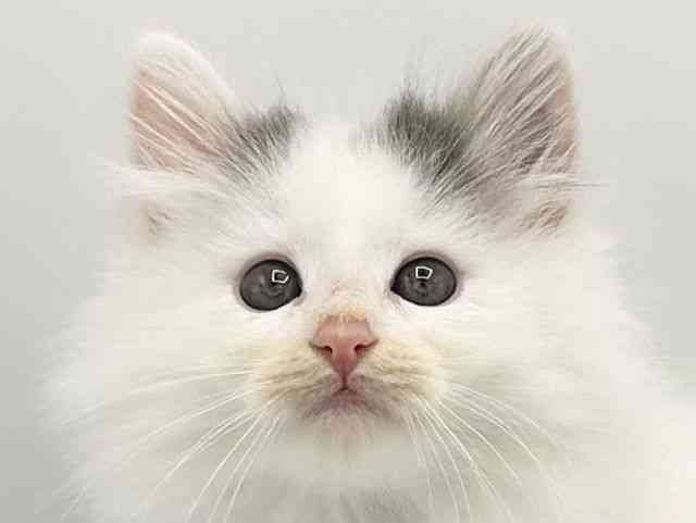 京都府のノルウェージャンフォレストキャット (ひごペットフレンドリーイオンモール高の原店/2025年9月30日生まれ/男の子/ブルーホワイトバン)の子猫の1枚目の画像