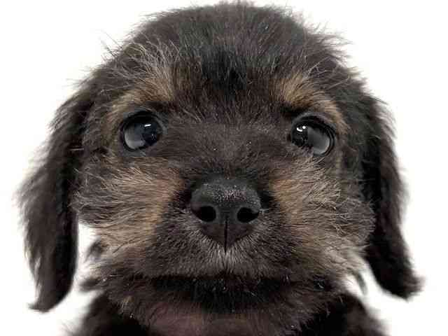 大阪府のシュナックス(シュナウザー×ダックス) (ひごペットフレンドリーイオン高槻店/2025年9月30日生まれ/女の子/ブラックタン)の子犬の1枚目の画像