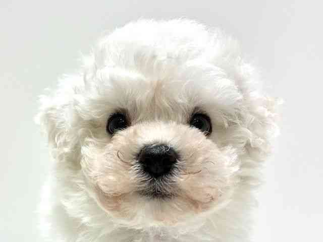 愛知県のビションフリーゼ (ひごペットフレンドリーららぽーと名古屋みなとアクルス店/2025年9月30日生まれ/男の子/ホワイト)の子犬の1枚目の画像