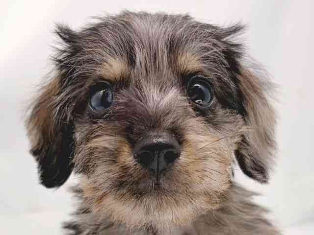 京都府のシュナックス(シュナウザー×ダックス) (ひごペットフレンドリー洛北阪急スクエア店/2025年9月30日生まれ/男の子/シルバーダップル)の子犬の1枚目の画像