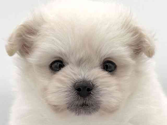 大阪府のポメプー(ポメラニアン×プードル) (ひごペットフレンドリーイオンそよら海老江店/2025年9月29日生まれ/女の子/ホワイト)の子犬の1枚目の画像