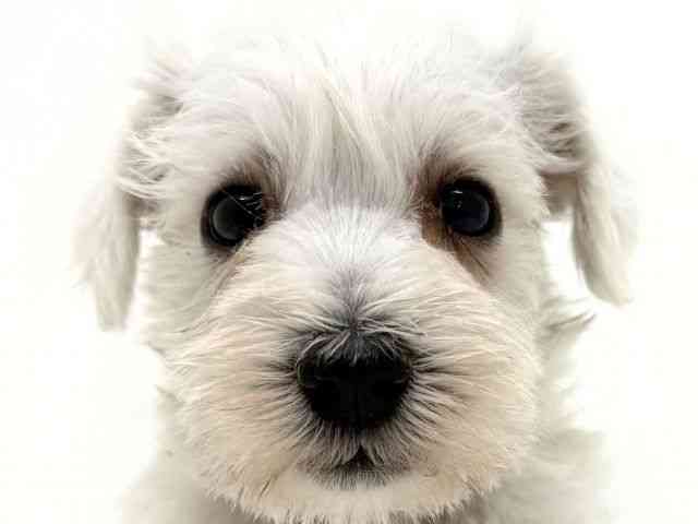 大阪府のミニチュアシュナウザー (ひごペットフレンドリーくずはモール店/2025年9月29日生まれ/女の子/ホワイト)の子犬