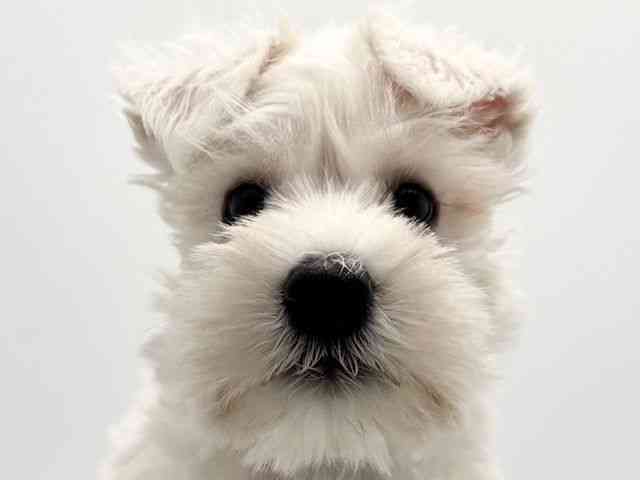 大阪府のミニチュアシュナウザー (ひごペットフレンドリーみのおキューズモール店/2025年9月29日生まれ/女の子/ホワイト)の子犬の1枚目の画像