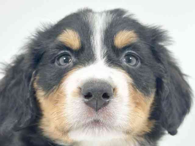 京都府のバーニーズマウンテンドッグ (ひごペットフレンドリーイズミヤショッピングセンター八幡店/2025年9月26日生まれ/女の子/ブラックラストホワイト)の子犬の1枚目の画像