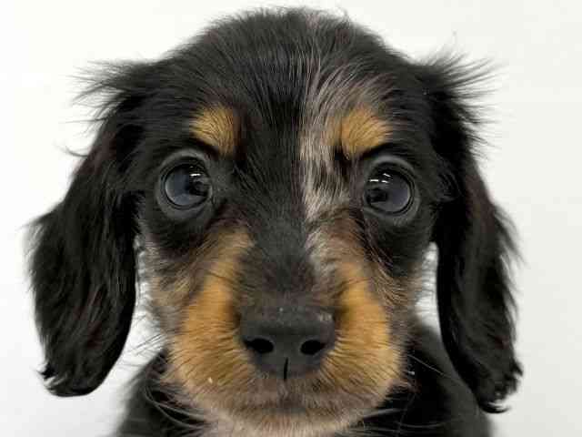 大阪府のミニチュアダックスフンド(ロング) (ひごペットフレンドリーイオンタウン茨木太田店/2025年9月30日生まれ/男の子/シルバーダップル)の子犬の1枚目の画像