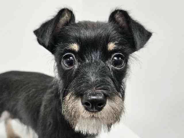 愛知県のハーフ犬・ミックス犬 (ひごペットフレンドリーイトーヨーカドー知多店/2025年9月21日生まれ/男の子/ブラックシルバー)の子犬の1枚目の画像