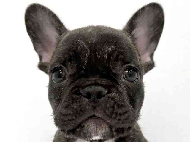 大阪府のフレンチブルドッグ (ひごペットフレンドリーイオンタウン茨木太田店/2025年9月29日生まれ/男の子/ブリンドル)の子犬の1枚目の画像