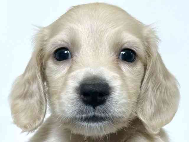 大阪府のミニチュアダックスフンド(ロング) (ひごペットフレンドリーアクロスプラザ住之江店/2025年9月28日生まれ/男の子/イエロー)の子犬