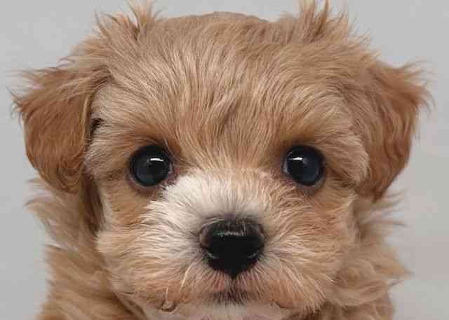 鳥取県のマルプー(マルチーズ×プードル) (ひごペットフレンドリーイオンモール鳥取北店/2025年9月22日生まれ/女の子/アプリコット)の子犬