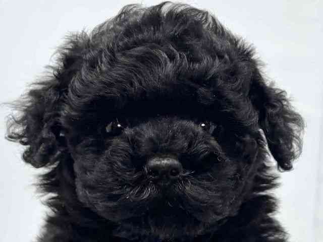 大阪府のトイプードル(トイ) (ひごペットフレンドリーセブンパーク天美店/2025年9月30日生まれ/女の子/ブラック)の子犬