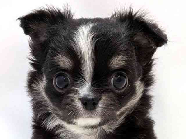 広島県のチワワ(ロング) (ひごペットフレンドリーゆめタウン廿日市店/2025年9月30日生まれ/男の子/ブラックタンホワイト)の子犬の1枚目の画像