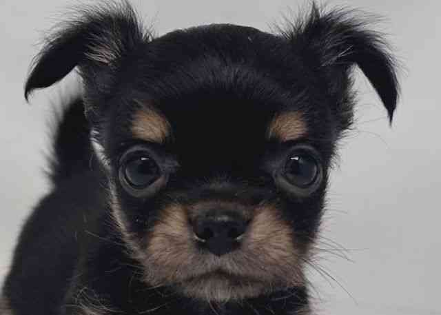 鳥取県のチワワ(ロング) (ひごペットフレンドリーイオンモール鳥取北店/2025年9月30日生まれ/女の子/ブラックタン)の子犬の1枚目の画像