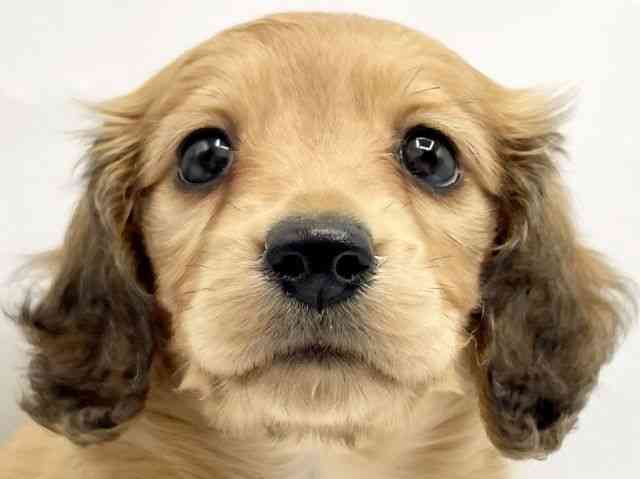 奈良県のミニチュアダックスフンド(ロング) (ひごペットフレンドリートナリエ大和高田店/2025年9月30日生まれ/女の子/レッド)の子犬の1枚目の画像