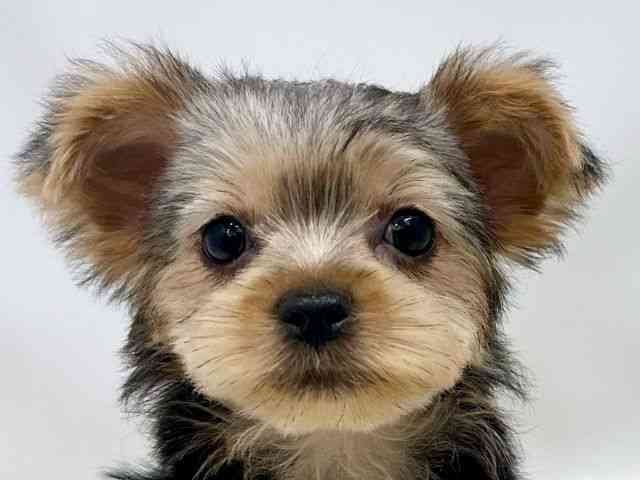 広島県のヨークシャーテリア (ひごペットフレンドリーゆめタウン廿日市店/2025年9月27日生まれ/女の子/スチールブルータン)の子犬の1枚目の画像