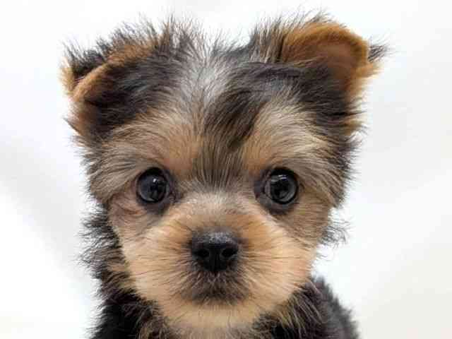 広島県のヨークシャーテリア (ひごペットフレンドリーゆめタウン廿日市店/2025年9月27日生まれ/女の子/スチールブルータン)の子犬の1枚目の画像