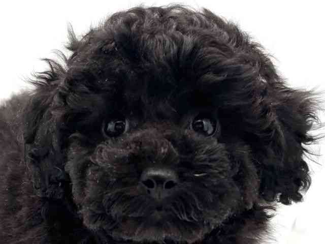 兵庫県のトイプードル(トイ) (ひごペットフレンドリークラウンパーク伊丹店/2025年9月29日生まれ/女の子/ブラック)の子犬