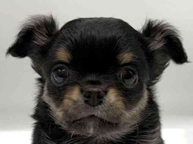 愛知県のチワワ(ロング) (ひごペットフレンドリーヴィアモール アピタ江南西店/2025年9月30日生まれ/男の子/ブラックタン)の子犬の1枚目の画像