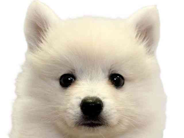 愛媛県の日本スピッツ (ひごペットフレンドリーエミフルMASAKI店/2025年9月26日生まれ/女の子/ホワイト)の子犬の1枚目の画像