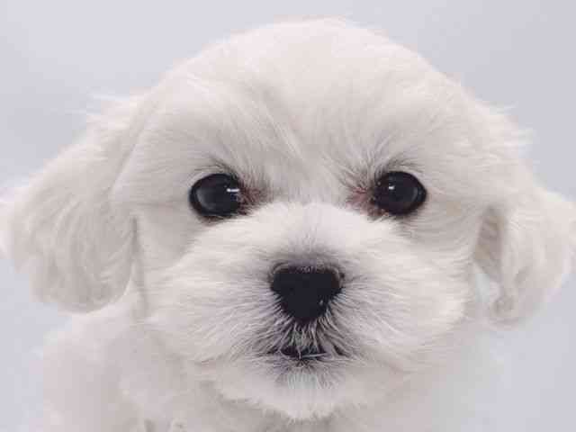 大阪府のペキプー(ペキニーズ×プードル) (ひごペットフレンドリーイズミヤショッピングセンター千里丘店/2025年9月30日生まれ/女の子/ホワイト)の子犬の1枚目の画像
