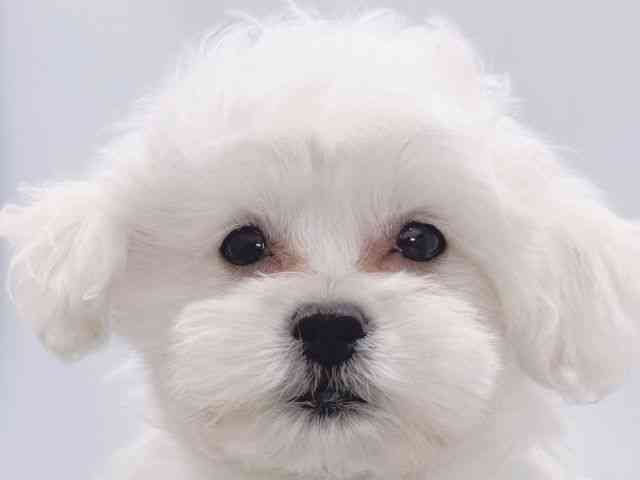 大阪府のペキプー(ペキニーズ×プードル) (ひごペットフレンドリーイズミヤショッピングセンター千里丘店/2025年9月30日生まれ/女の子/ホワイト)の子犬の1枚目の画像