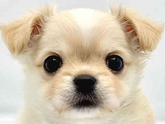 大阪府のチワワ(ロング) (ひごペットフレンドリーイトーヨーカドー津久野店/2025年9月30日生まれ/男の子/クリームホワイト)の子犬の1枚目の画像