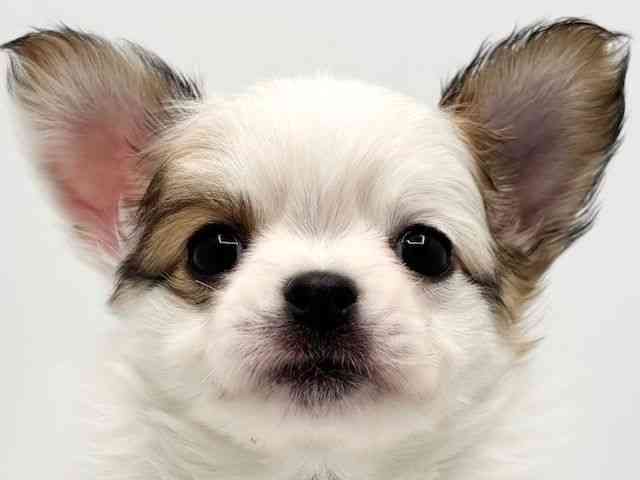 大阪府のパピチー/チワパピ(パピヨン×チワワ) (ひごペットフレンドリーみのおキューズモール店/2025年9月30日生まれ/女の子/ホワイトブラウン)の子犬の1枚目の画像