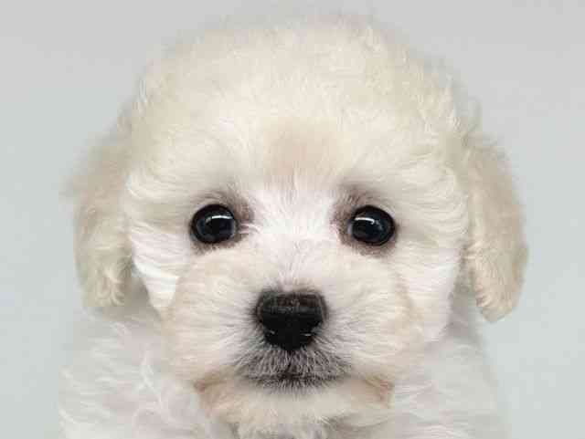 大阪府のトイプードル(トイ) (ひごペットフレンドリー瓜破店/2025年9月29日生まれ/男の子/ホワイト)の子犬の1枚目の画像