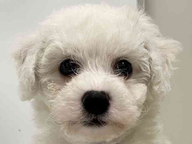 和歌山県のビションフリーゼ (ひごペットフレンドリーパームシティ和歌山店/2025年9月29日生まれ/男の子/ホワイト)の子犬の1枚目の画像