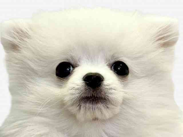 愛媛県のポメチワ/チワポメ/ポメチー(ポメラニアン×チワワ) (ひごペットフレンドリーエミフルMASAKI店/2025年10月1日生まれ/女の子/クリーム)の子犬の1枚目の画像